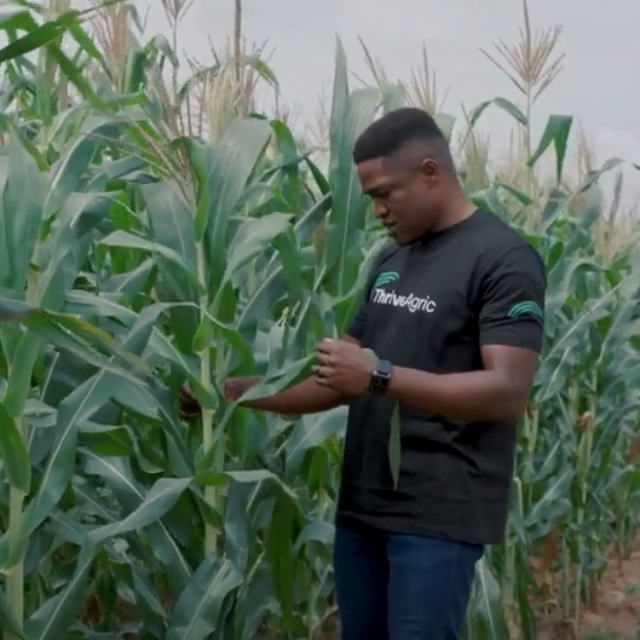 A man on the corn field with a ThriveAgric logo on his t-shirt